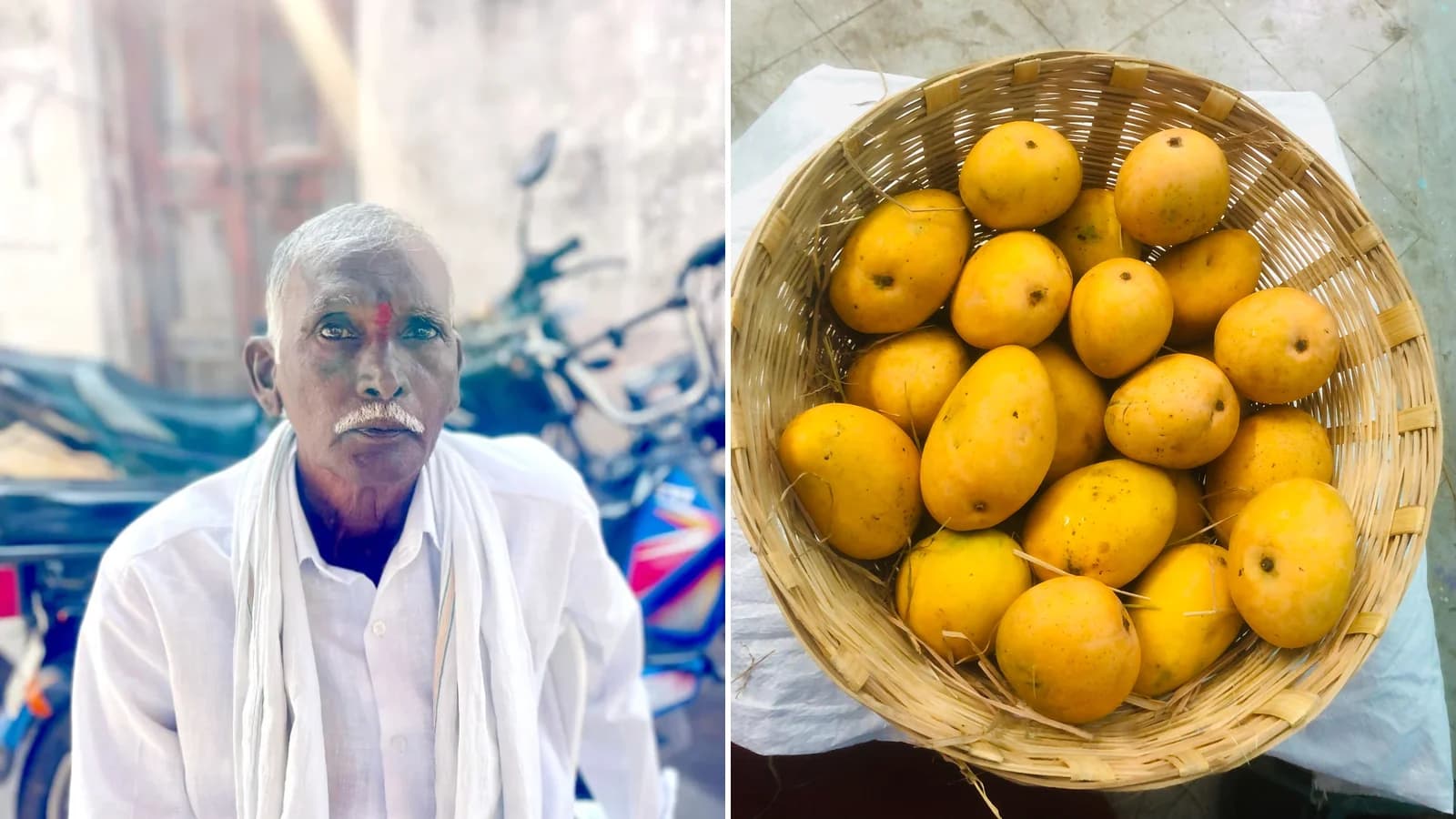 Mango Season at the Farm: A Year in Rajamallu's Orchard (2026)