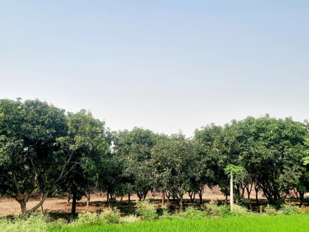 Rajamallu's farm